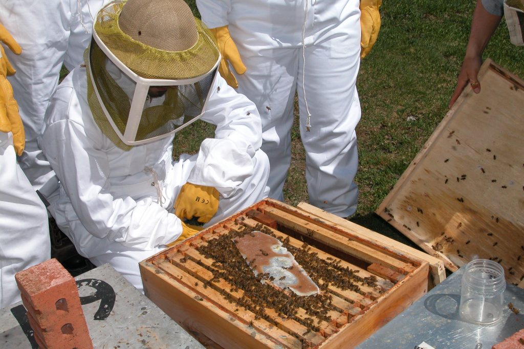 Photo d'apiculteur regardant une ruche d'abeille